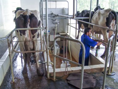 Sao Paulo, Brezilya, 08 Şubat 2007: otomatik sağım sistemi sanayi çiftliği