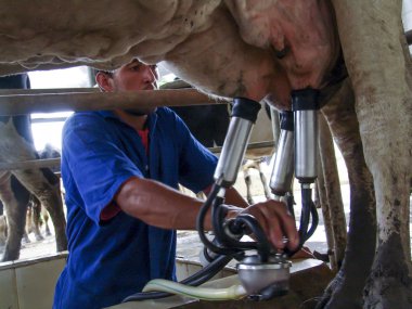 Sao Paulo, Brezilya, 08 Şubat 2007: otomatik sağım sistemi sanayi çiftliği