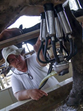 Sao Paulo, Brezilya, 08 Şubat 2007: otomatik sağım sistemi sanayi çiftliği