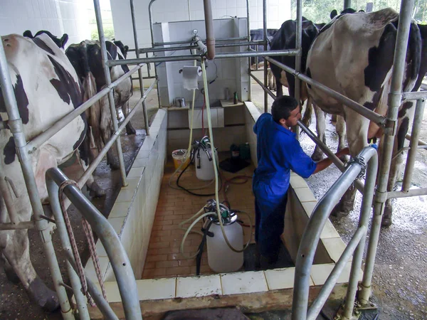 Sao Paulo Brazil February 2007 Automatic Milking System Industry Cow — Stock Photo, Image