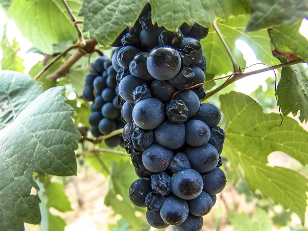 Close Bunches Ripe Red Wine Grapes Vine Selective Focus Francisco — Stock Photo, Image