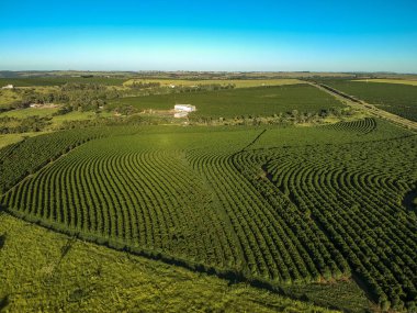 Brezilya Hava Terasımdan yeşil kahve alanı