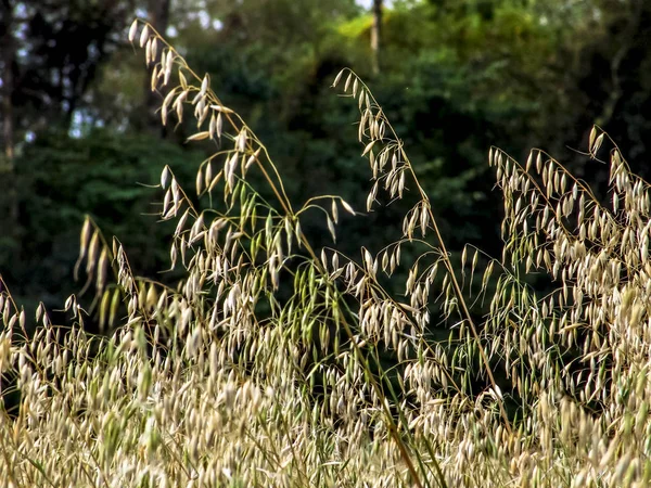 black oats plants on field in Brazil