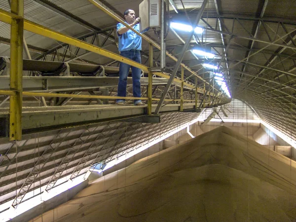 巴西马托格罗索 2008年3月1日 在巴西中西部的马托格罗索州 一个装满大豆种子的谷物储存仓内的工人 — 图库照片