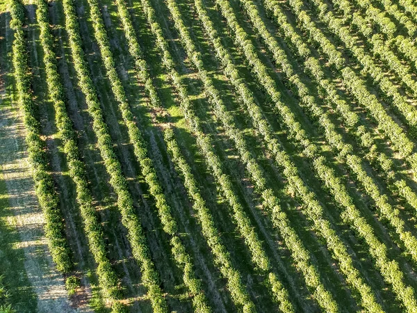 Vista Aérea Del Campo Café Verde Brasil — Foto de Stock