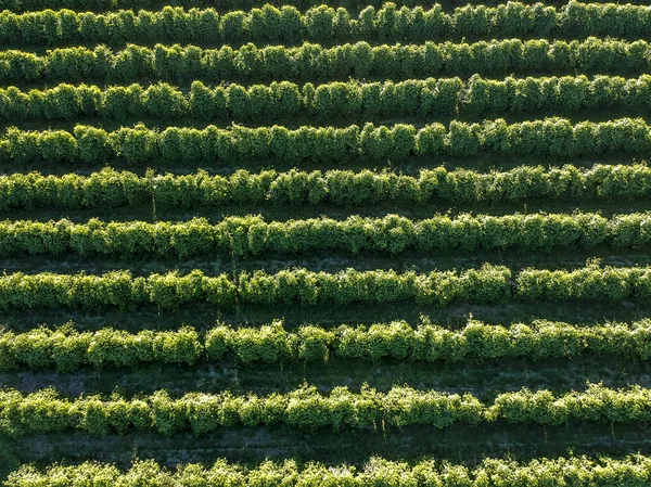 Letecký Pohled Zelenou Oblast Kávy Brazílii — Stock fotografie