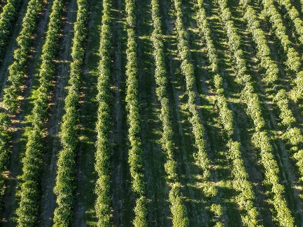 Vista Aérea Del Campo Café Verde Brasil —  Fotos de Stock