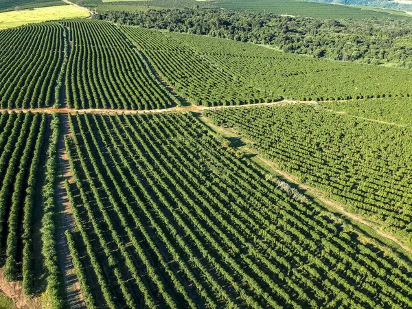 ブラジルの緑のコーヒー畑の航空写真 — ストック写真