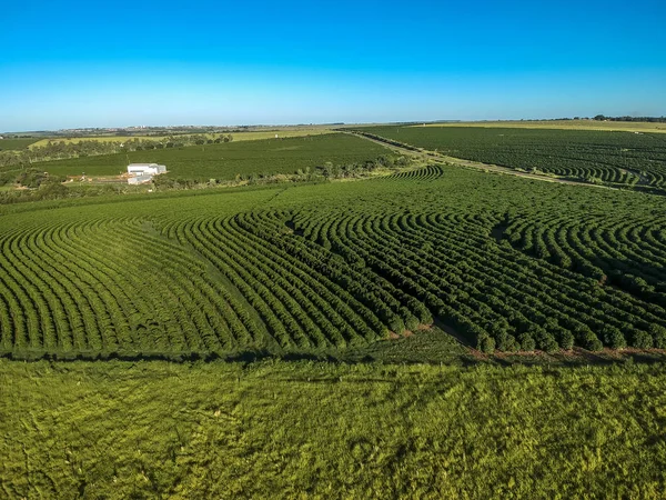 Vista Aérea Del Campo Café Verde Brasil — Foto de Stock