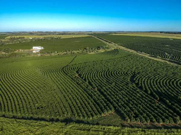 Aerial Viewof Grönt Kaffefält Brasilien — Stockfoto