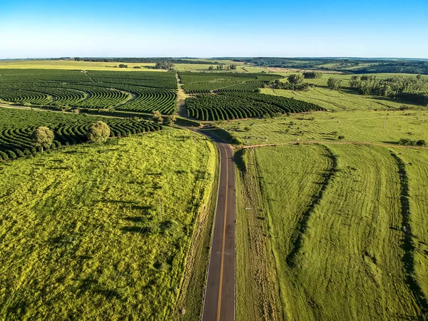 Aerial view of country road, pasture and coffee field in Sao Paulo state, Brazil