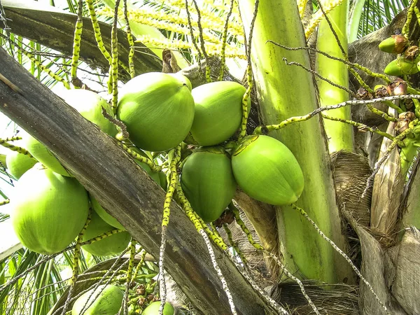 Green Coconut Tree Brazil — Stock Photo, Image