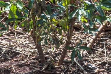 Brezilya 'da Cassava ya da manioc bitkileri