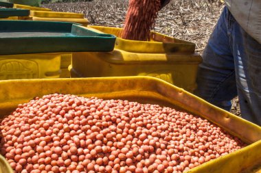 Parana, Brezilya, 24 Ekim 2009. Soya fasulyesi tohumları tanımsız çiftçi yük bir ekici makine