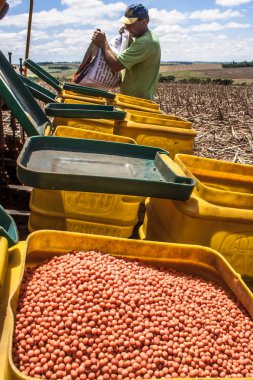 Parana, Brezilya, 24 Ekim 2009. Soya fasulyesi tohumları tanımsız çiftçi yük bir ekici makine
