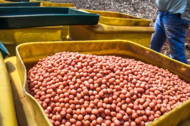 Parana, Brezilya, 24 Ekim 2009. Soya fasulyesi tohumları tanımsız çiftçi yük bir ekici makine