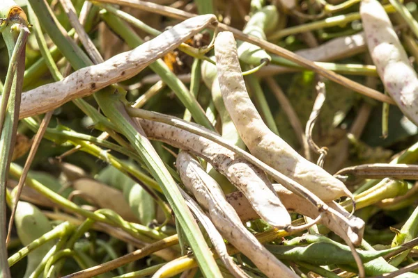 Baccello Fagioli Recentemente Raccolto Campo Brasile Con Attenzione Selettiva — Foto Stock