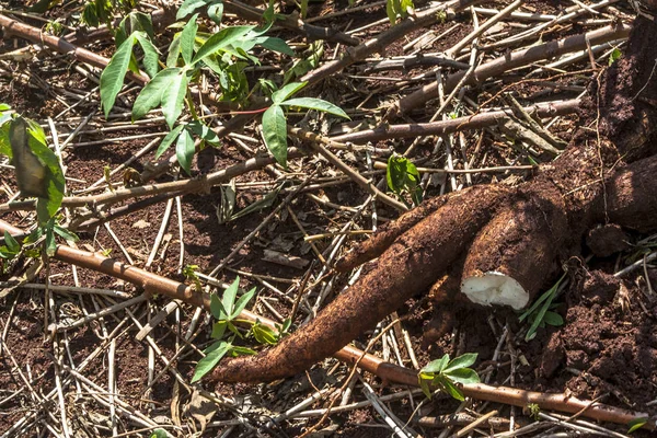 Cassava Atau Tanaman Manioc Brazil — Stok Foto