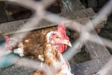 Brezilya'da bulanık tel çit arkasında Tavuk