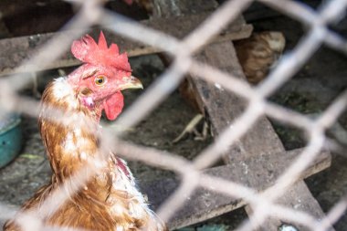 Brezilya'da bulanık tel çit arkasında Tavuk