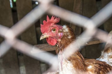 Brezilya'da bulanık tel çit arkasında Tavuk