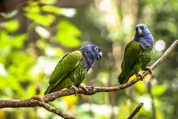 Papagaio Cabeça Azul Pionus Menstruus Brasil — Fotografia de Stock