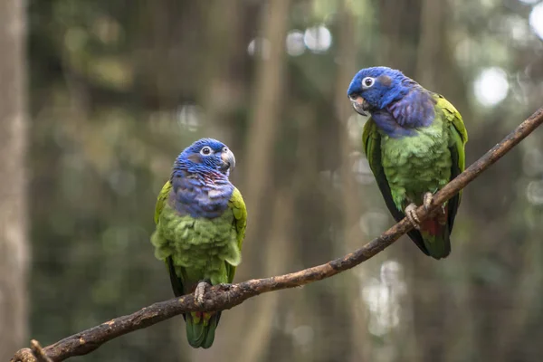 Blue Headed Parrot Pionus Menstruus Brazil — Stock Photo, Image