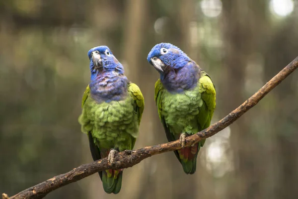 Blaukopf Papagei Pionus Menstruus Brasilien — Stockfoto
