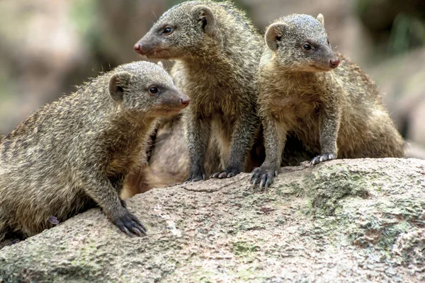 Banded Mongoose Zebramanguste Mungos Mungo Zoológico Brasil — Fotografia de Stock