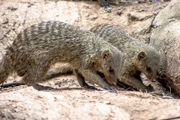 Banded Mongoose Zebramanguste Mungos Mungo Zoológico Brasil — Fotografia de Stock