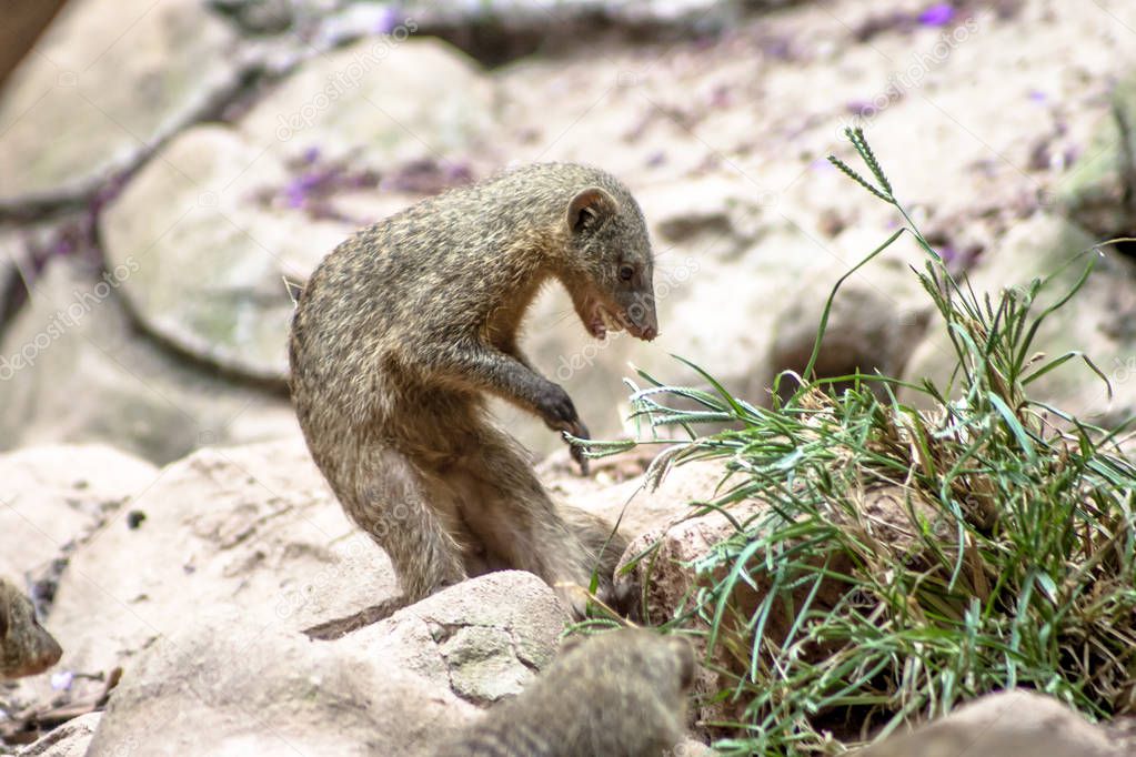 Mangosta con bandas o Zebramanguste ou Mungos Mungo en zoológico en
