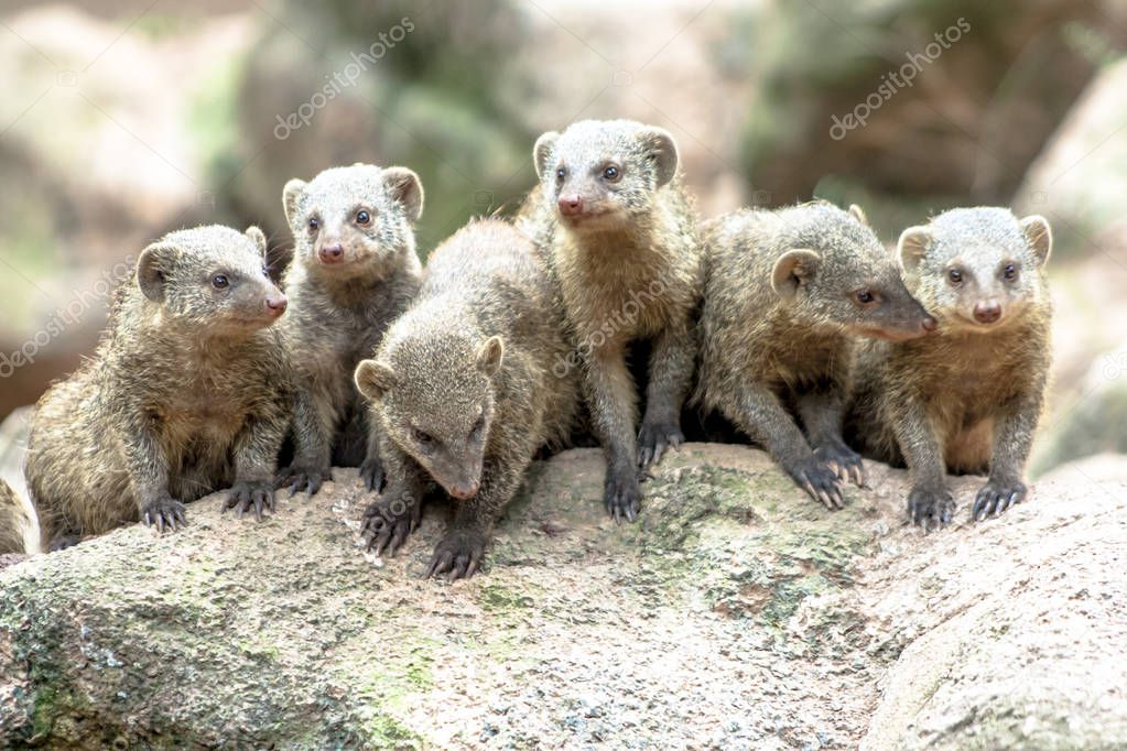 Banded Mongoose or Zebramanguste ou Mungos Mungo in zoo in Brazil