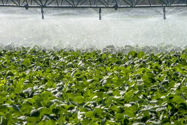 Bewässerungssystem Zur Bewässerung Eines Landwirtschaftlichen Sojafeldes Brasilien — Stockfoto