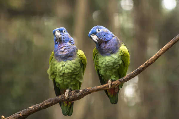 Blauwe Kop Papegaai Pionus Menstruus Brazilië — Stockfoto