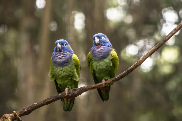 Papagaio Cabeça Azul Pionus Menstruus Brasil — Fotografia de Stock