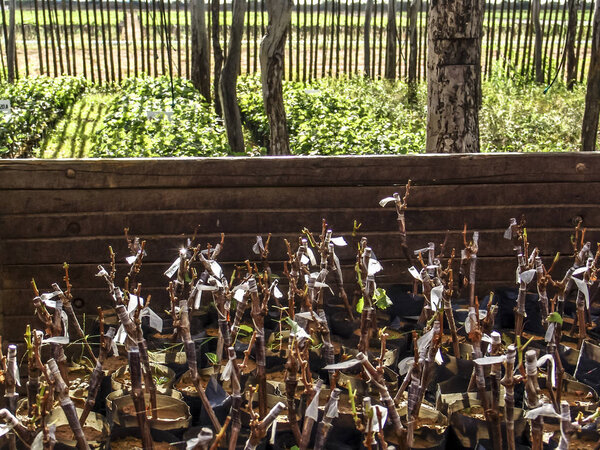 Grape seedlings, special for winemaking, in the Sao Francisco River Valley, in Petrolina, Pernambuco