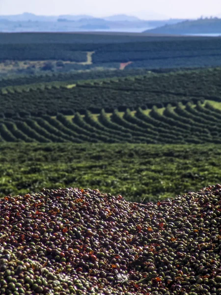 Granos Café Con Fondo Campo Café Brasil —  Fotos de Stock