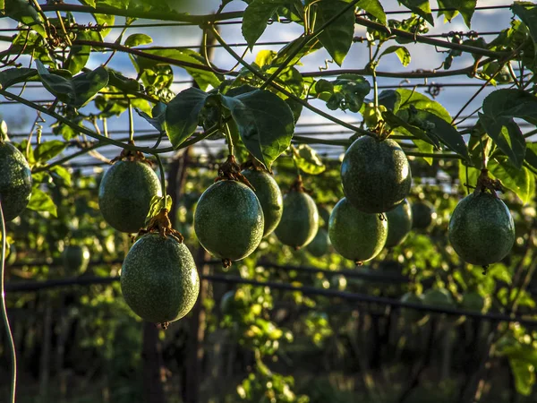 Passion fruit field, in Petrolina, Brazil, with selective focus