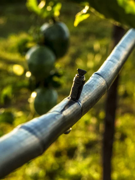 Irrigare system on passion fruit field, in Petrolina, Brazil, with selective focus