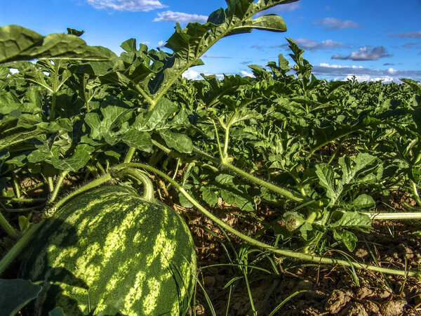 Арбуз растет в поле в Бразилии