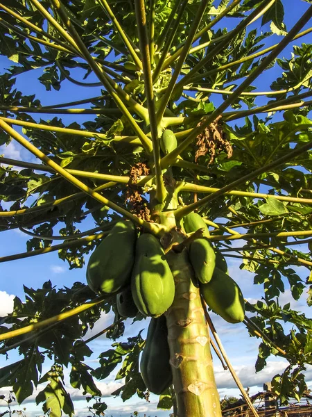 Árbol Papaya Pernambuco Brasil — Foto de Stock