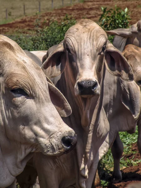 Herd of brahman beef cattle cows on confinement in Brazil