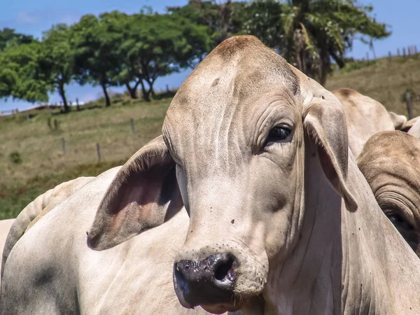 Herd of brahman beef cattle cows on confinement in Brazil