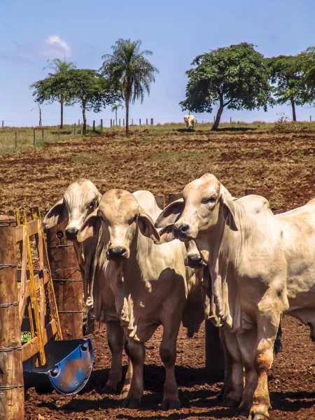 Rebaño Vacas Brahman Confinamiento Brasil —  Fotos de Stock