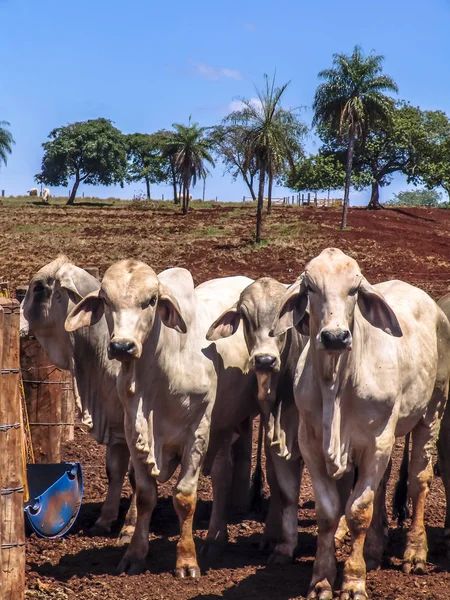 Herd of brahman beef cattle cows on confinement in Brazil