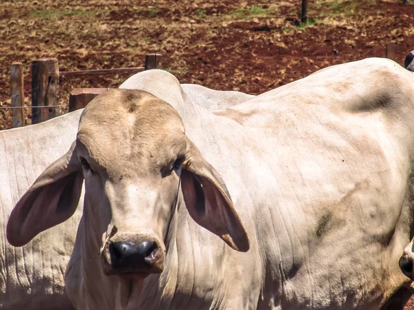 Herd of brahman beef cattle cows on confinement in Brazil