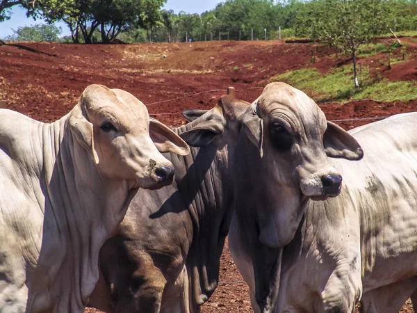 Herd of brahman beef cattle cows on confinement in Brazil