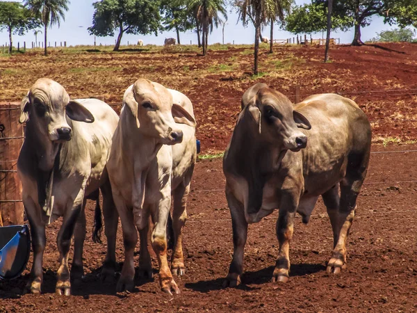 Herd of brahman beef cattle cows on confinement in Brazil