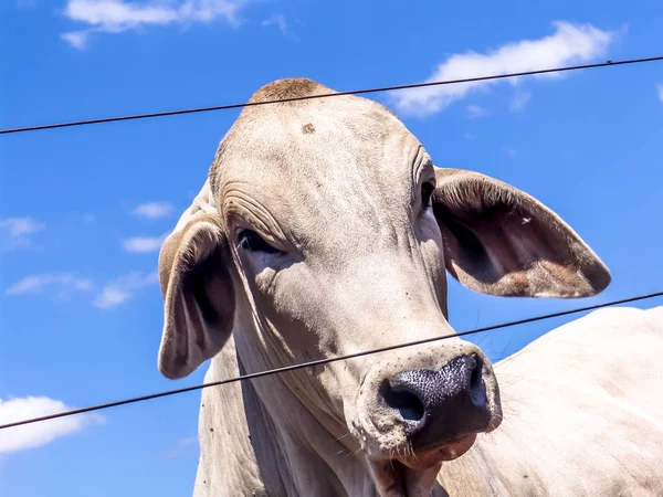 Herd of brahman beef cattle cows on confinement in Brazil