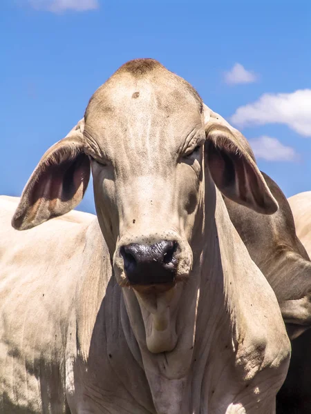 Herd of brahman beef cattle cows on confinement in Brazil